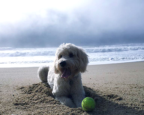 Image: Penny the goldendoodle